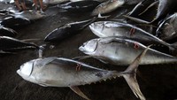 Untuk pasar ekspor, naik mencapai Rp46.000 per kilogram dari harga sebelumnya Rp43.000 per kilogram.  ANTARA FOTO/AMPELSA