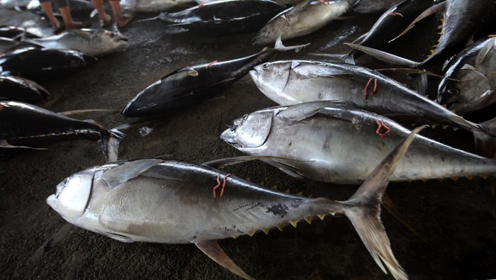 Nelayan menata ikan tuna sirip kuning sebelum pememeriksaan kualitas dagingnya sebagai syarat untuk ekspor di Pelabuhan Perikanan Samudera Lampulo, Banda Aceh, Aceh, Selasa (24/6/2025). Menurut pengusaha penampung ikan di daerah itu, harga berbagai jenis ikan di daerah itu mengalami kenaikan karena hasil tangkapan berkurang akibat cuaca buruk sejak sepekan terakhir, terutama ikan tuna sirip kuning untuk pasar ekspor naik mencapai Rp46.000 per kilogram dari harga sebelumnya Rp43.000 per kilogram. ANTARA FOTO/Ampelsa/nym.