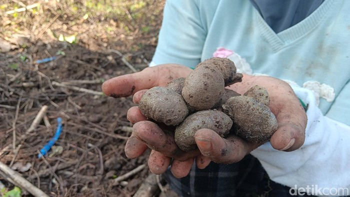 Harga porang melejit di Madiun