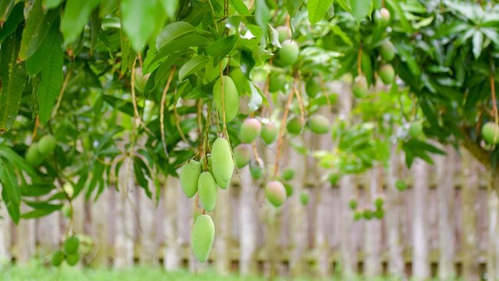 Mango on the tree