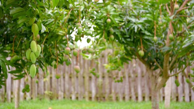 Ilustrasi pohon mangga Mango on the tree