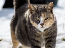 6 Tanda Kucing Mau Melahirkan, Ini Ciri-ciri dan Cara Membantunya