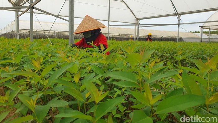 Lokasi penyemaian bibit eucalyptus dan acasia crassicarpa yang dikelola PT BAP.