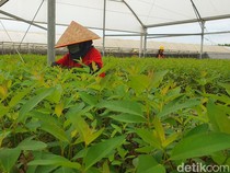Transformasi Lahan Bekas Karhutla di OKI Disulap Jadi Hijau dan Produktif