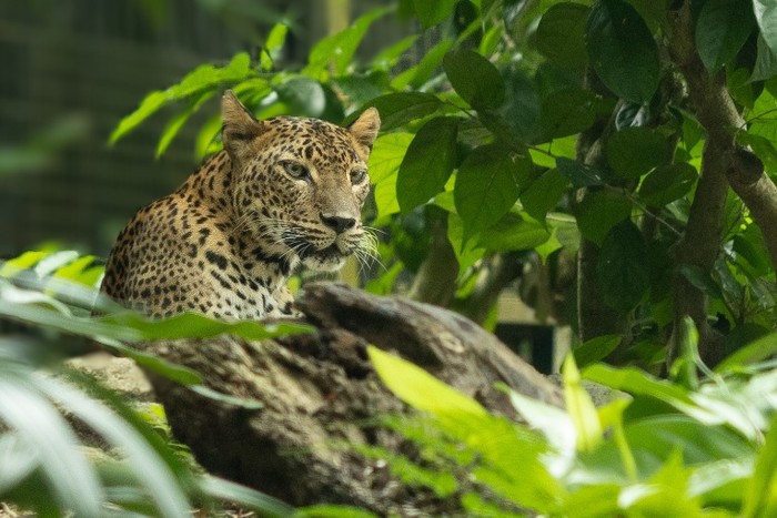 Macan tutul Sri Lanka yang didatangkan Singapura dari Australia