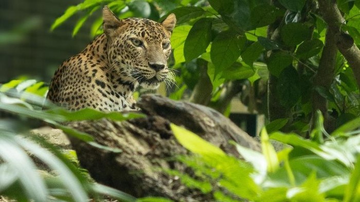 Macan Tutul Australia Didatangkan ke Singapura, Siap Cari Pasangan