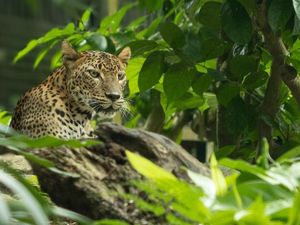 Waspada! Macan Tutul Lembang Park & Zoo Kabur dari Kandang-Masih Keliaran