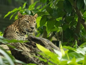 Mengenal Macan Tutul, Hewan yang Masuk ke Balai Desa Kuningan-Panjang Bisa Capai 2 Meter!