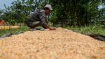 Panen Jagung Masih Jauh dari Target Bikin Industri Pakan Ketar-Ketir