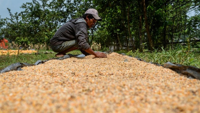 Petani memanen jagung untuk pakan ternak di Desa Sodong, Tigaraksa, Kabupaten Tangerang, Banten, Selasa (24/6/2025). Dinas Pertanian Provinsi Banten mencatat kebutuhan jagung untuk industri pakan di Banten mencapai 4.000 ton per hari, sementara produksi saat ini baru 350 ton per hari atau 120.000 ton per tahun. ANTARA FOTO/Putra M. Akbar/bar