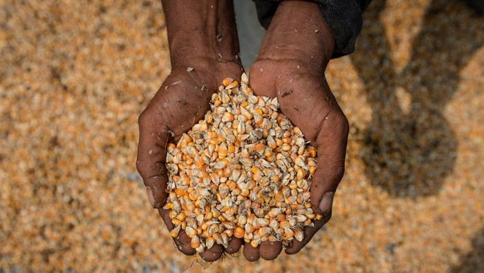 Petani memanen jagung untuk pakan ternak di Desa Sodong, Tigaraksa, Kabupaten Tangerang, Banten, Selasa (24/6/2025). Dinas Pertanian Provinsi Banten mencatat kebutuhan jagung untuk industri pakan di Banten mencapai 4.000 ton per hari, sementara produksi saat ini baru 350 ton per hari atau 120.000 ton per tahun. ANTARA FOTO/Putra M. Akbar/bar