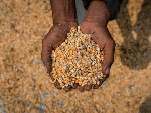 Pemerintah Guyur 242 Ribu Ton Jagung buat Pakan Ternak