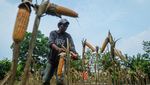 Panen Jagung Masih Jauh dari Target Bikin Industri Pakan Ketar-Ketir