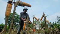 Petani memanen jagung untuk pakan ternak di Desa Sodong, Tigaraksa, Kabupaten Tangerang, Banten, Selasa (24/6/2025). Foto: ANTARA FOTO/Putra M. Akbar