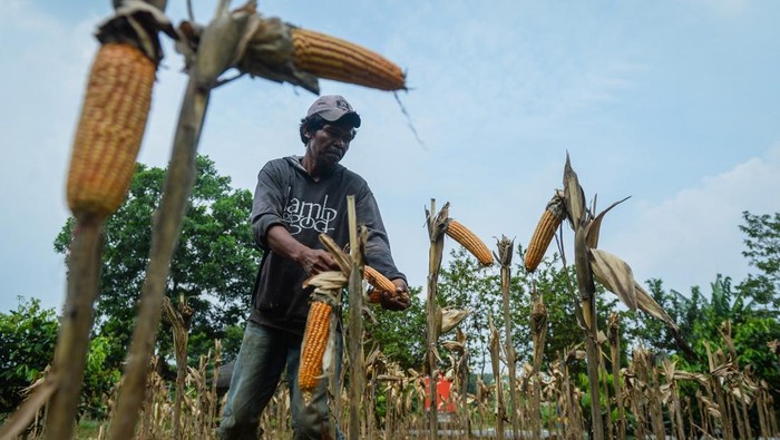 Panen Jagung Masih Jauh dari Target Bikin Industri Pakan Ketar-Ketir Petani memanen jagung untuk pakan ternak di Desa Sodong, Tigaraksa, Kabupaten Tangerang, Banten, Selasa (24/6/2025). Dinas Pertanian Provinsi Banten mencatat kebutuhan jagung untuk industri pakan di Banten mencapai 4.000 ton per hari, sementara produksi saat ini baru 350 ton per hari atau 120.000 ton per tahun. ANTARA FOTO/Putra M. Akbar/bar
