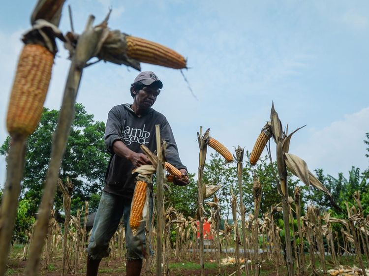 Panen Jagung Masih Jauh dari Target Bikin Industri Pakan Ketar-Ketir