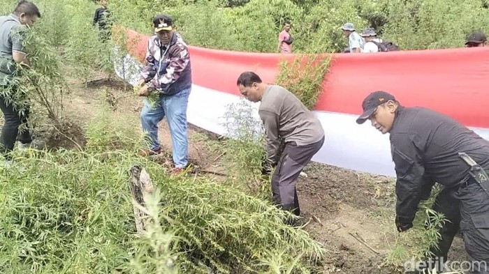 Bareskrim musnahkan ladang ganja di Nagan Raya