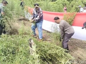 Bareskrim Musnahkan 25 Hektare Ladang Ganja di Nagan Raya Aceh