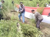 Bareskrim Polri Musnahkan Ladang Ganja 25 Hektare di Nagan Raya