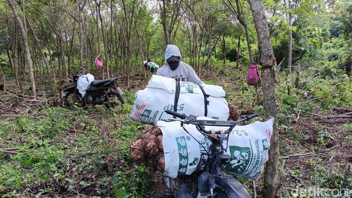 Petani di Madiun panen porang