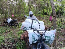 Semringah Petani Madiun Usai Harga Porang Naik Jadi Rp 14 Ribu per Kg