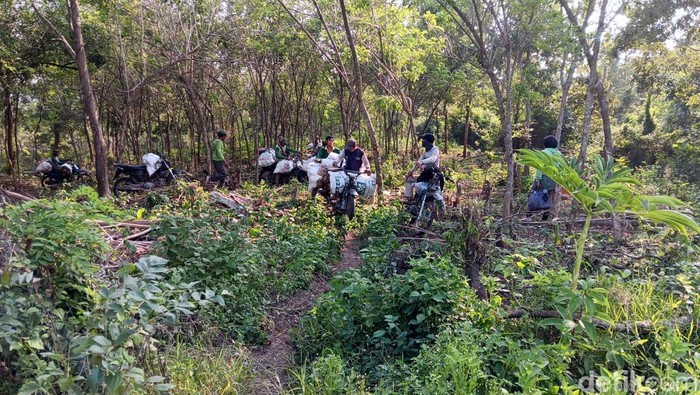 Petani di Madiun Panen Porang Sejumlah petani sedang memanen porang dikawasan Madiun, Selasa (24/6/2025). Para petani semringah harga porang tahun ini naik Rp 14 ribu perkilogram.