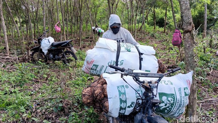Petani di Madiun Panen Porang Sejumlah petani sedang memanen porang dikawasan Madiun, Selasa (24/6/2025). Para petani semringah harga porang tahun ini naik Rp 14 ribu perkilogram.
