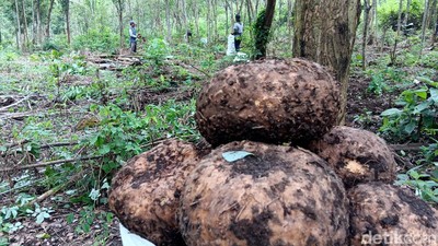 Petani Madiun Panen Porang