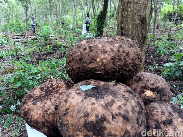 Petani Madiun Panen Porang