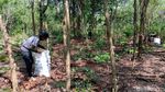 Petani Madiun Panen Porang