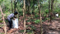 Kini, saat panen raya, para petani ramai-ramai turun ke ladang sejak pagi hingga sore hari.