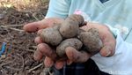 Petani Madiun Panen Porang