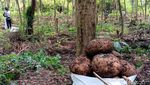 Petani Madiun Panen Porang