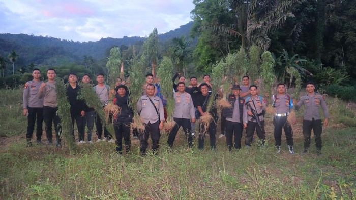 Petugas Polres Madina saat berada di ladang ganja seluas 6 hektare. (Dok. Polres Madina)