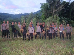 Ada 6 Hektare Ladang Ganja di Madina, Siapa Pemiliknya?