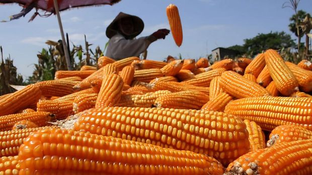 Produksi jagung. (dok. Bapanas) Produksi jagung. (dok. Bapanas)