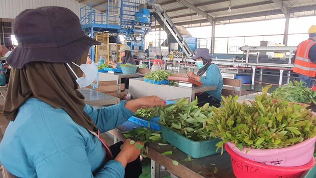 Proses pembibitan eucalyptus dan acasia crassicarpa di PT BAP.