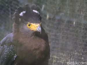 Melihat Upaya Konservasi Elang yang Terancam Punah