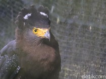 Melihat Upaya Konservasi Elang yang Terancam Punah