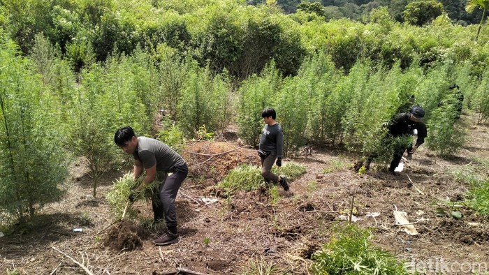 Tim Ditpidnarkoba Bareskrim Polri melakukan pemusnahan 25 hektare ladang ganja di Nagan Raya, Aceh. (Agus Setyadi/detikSumut)