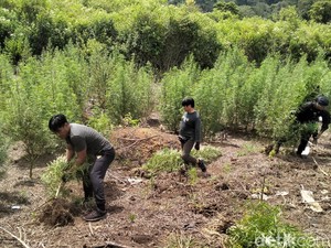 25 Hektare Lahan Ganja di Aceh Dibakar Polisi, Pemiliknya Masih Diburu