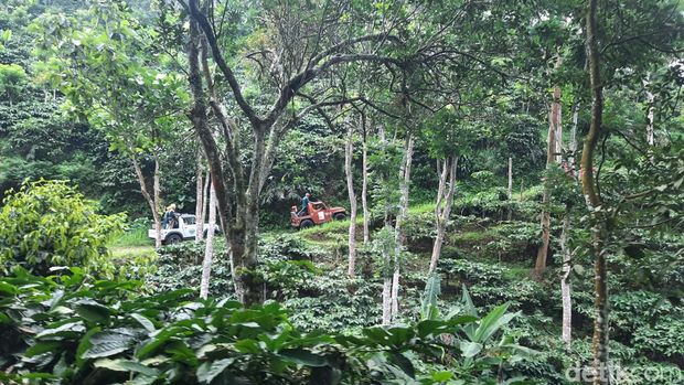 Potret wisatawan menyusuri Pegunungan Muria dengan naik jip dari wisata Pijar Park Kudus, Selasa (24/6/2025).