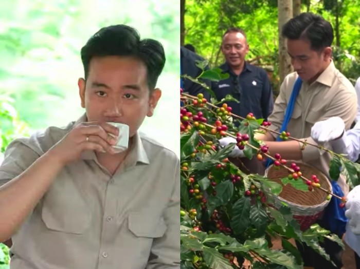 Saat menghadiri Panen Raya Kopi Ijen di Java Coffee Estate, Gibran Rakabuming mencicipi kopi ijen.