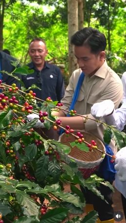 Saat menghadiri Panen Raya Kopi Ijen di Java Coffee Estate, Gibran Rakabuming mencicipi kopi ijen.