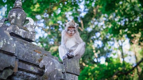 Kera ekor panjang di Alas Kedaton populasinya bertambah hingga menggangu pemukiman warga di Desa Kukuh, Kecamatan Marga, Tabanan.