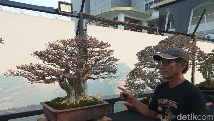 Pameran bonsai di halaman Gedung Setda Kota Cirebon.