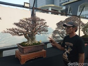 Harga Bonsai dalam Pameran di Cirebon Ada yang Nyaris Setengah Miliar