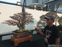 Harga Bonsai dalam Pameran di Cirebon Ada yang Nyaris Setengah Miliar