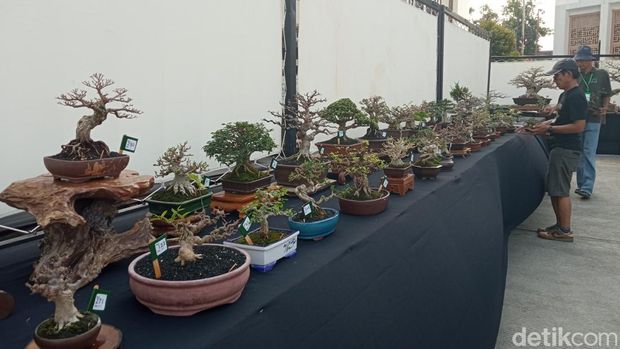 Pameran bonsai di halaman Gedung Setda Kota Cirebon.