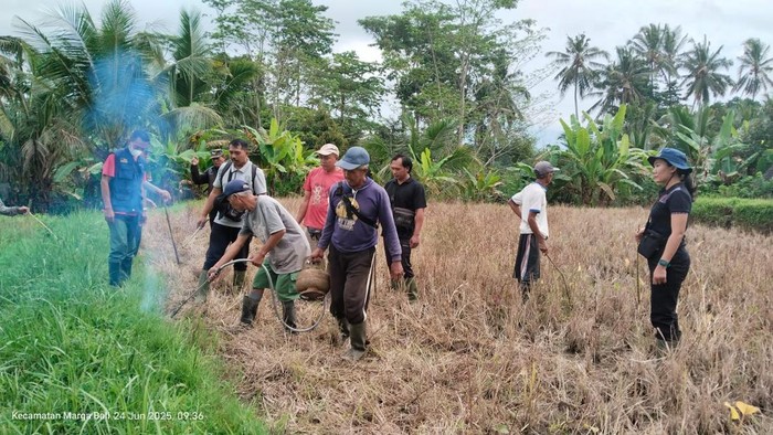 Pengendalian hama tikus yang dilakukan UPTD BPTPHBUN Distan Pangan Bali. (Dok. BPTPHBUN)